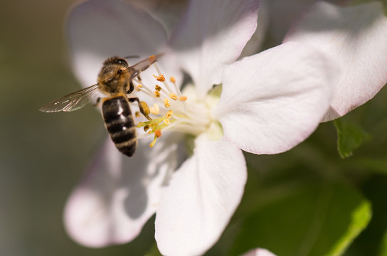 Bee on a gentle white flowers of cherry tree - prunus cerasus