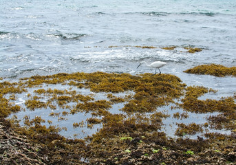 White little silk egret
