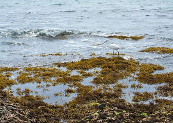 White little silk egret