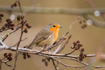 Robin