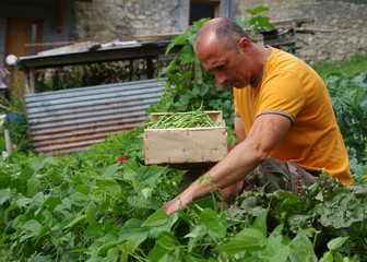 Fototapeta premium jardinage - récolte de haricots au potager