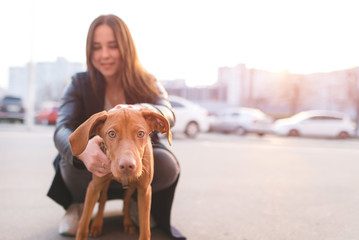 Girl holds a funny young dog. Owner and puppy in the background of the city landscape at sunset. Focus on the dog. The concept of pets.