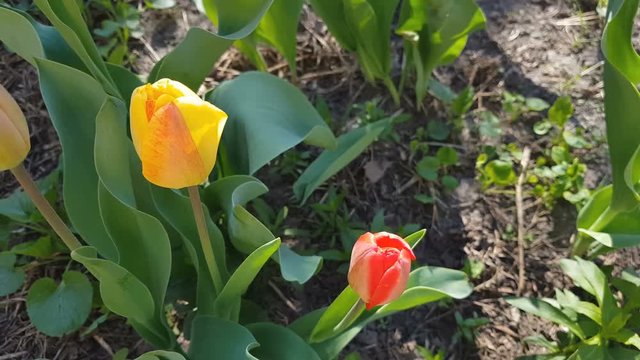 Red and yellow tulips close up in the field. 4k UltraHD video footage