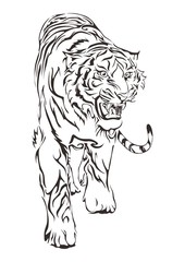 Tiger walking and roar design by hand drawing for tribal tattoo vector with white background