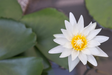 Lotus flower or water lily flower blooming with green leaves background in the pond at sunny summer or spring day.
