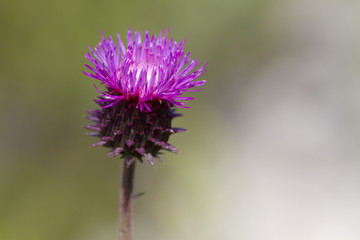 Blossoming thistle with pink flowers