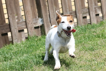 ジャックラッセルテリア
