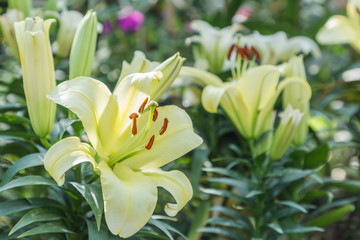 Lily flower and green leaf background in garden at sunny summer or spring day for postcard beauty decoration and agriculture concept design. Lily Lilium hybrids.