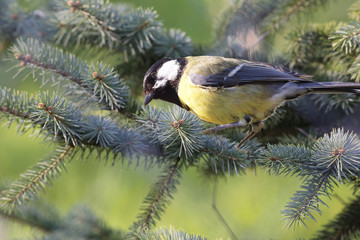 Tit among the spruce branches