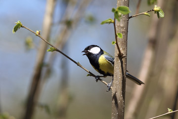 Titmouse-songbird on a branch of hazel