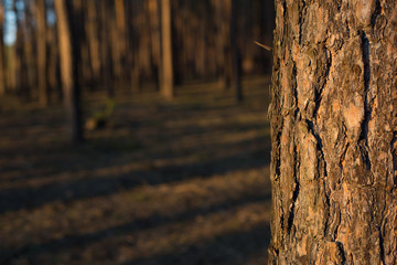 Fototapeta premium Details of nature. The trunk of a pine on a background of other pines.