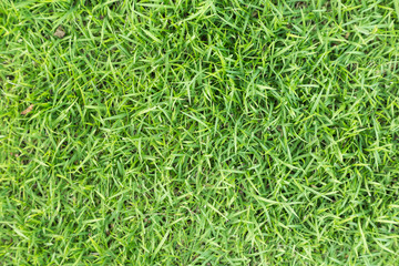 Grass field texture for golf course, soccer field or sports background concept design. Natural grass.