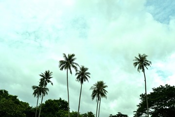 Fototapeta premium Coconut palm trees with white cloud and blue sky in the background 