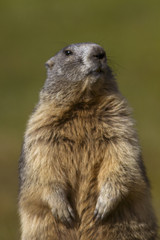 Marmot at Gran Paradiso