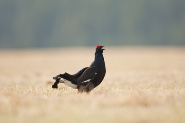 black grouse, blackgame, blackcock, tetrao tetrix
