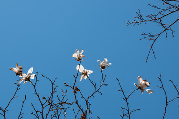 青空を背景に春の高山に咲くタムシバの木の花