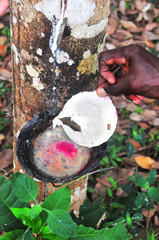 rubber tree - primary source of natural rubber or caoutchouc