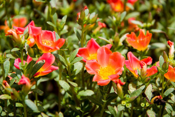 Orange Flowers In Sunlight #1