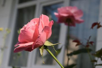 Pink rose on background of window