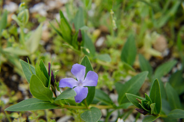 field flower in a forest glade