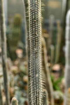 cleistocactus candelilla