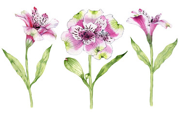 Set of hand drawn watercolor Alstroemeria flower
