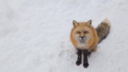 Brown Fox was sleeping and walking on snow ground so cute but feral. There are too many foxes with hungry face in fox village