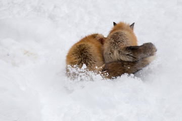 Foxes were fighting snatch each other for food during snowing. look hurt and nearly surrender 