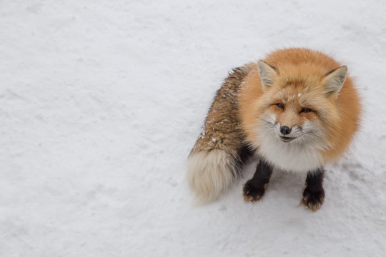 Brown Fox Was Sleeping And Walking On Snow Ground So Cute But Feral. There Are Too Many Foxes With Hungry Face In Fox Village