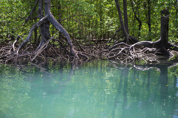 Close-up view of tranquil mangrove swamp in Brazil