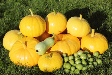 Pumpkins, tomatoes and vegetable marrow on a grass in a garden