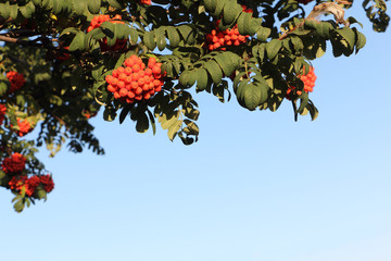 Rowan tree branch with berries against the blue sky