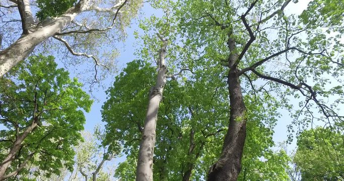 Passeggiando nel parco guardando il cielo