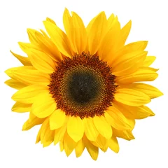 Fotobehang Wonderful Sunflower (Helianthus annuus) isolated on white background, including clipping path. Germany © Olaf Simon