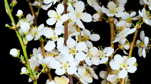 White flowers opening in time lapse on a black background. Macro cherry-plum blossoms bloom in spring