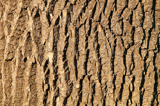 Wooden texture. Fragment of tree trunk with bark