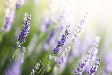 Lavendel, Provence, Frankreich