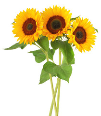 Three wonderful sunflowers (Helianthus annuus)  isolated on white background, including clipping...