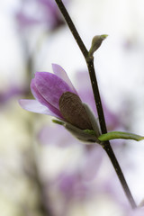 Bud of a star magnolia (Magnolia stellata, Sternmagnolie), Lüneburg Heath, Northern Germany
