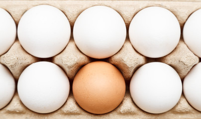 Brown egg among white eggs in paper tray