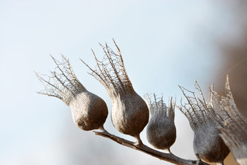 Hyoscyamus niger, henbane, black henbane or stinking nightshade dry grey flowers with seeds on blurry blue sky and brown trees background