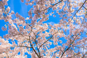 Japanese cherry blossoms. Spring concept.