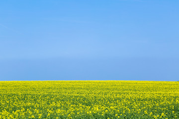Obraz premium blühendes Rapsfeld bei blauem Himmel