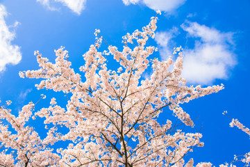 Japanese cherry blossoms. Spring concept.
