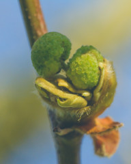 London Plane Buds I - Platanaceae, Shallow Depth of Field Spring 2018 Nature Macro Photography