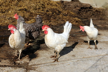 Hens on the farm, Hühner an einem Bauernhof