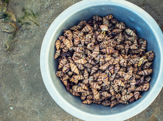 Fresh small squids/ cuttlefish prepared for cooking with ice