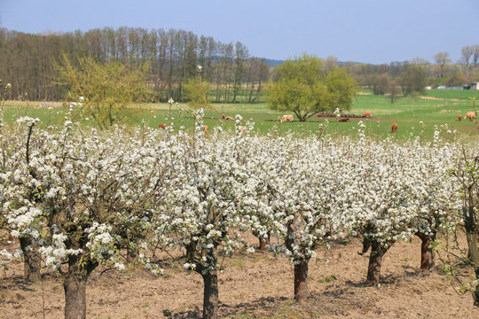 Werder, Obstplantage, Apfelbaum, Baumblüte, Kühe