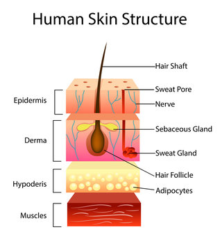 Human skin structure, vector illustration