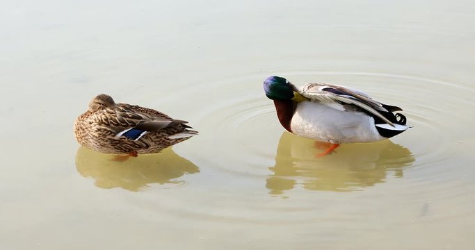 A couple of Ducks swim in the river.